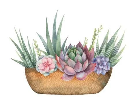 Watercolor vector composition of cacti and succulents in a pot isolated on white Stock Illustration