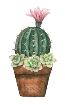 Watercolor vector composition of cacti and succulents in a pot isolated on white Stock Illustration