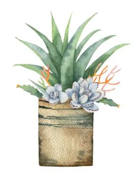 Watercolor vector composition of cacti and succulents in a pot isolated on white Stock Illustration