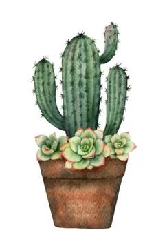 Watercolor vector composition of cacti and succulents in a pot isolated on wh Stock Illustration