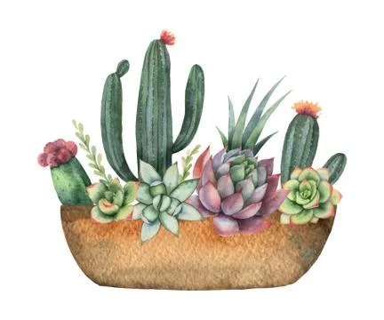 Watercolor vector composition of cacti and succulents in a pot isolated on wh Stock Illustration