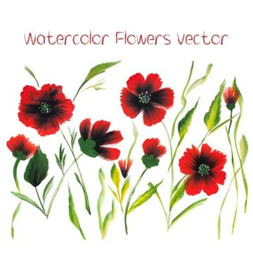 Watercolor Vector Flowers Stock Illustration
