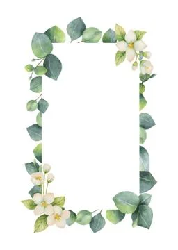 Watercolor vector frame with green eucalyptus leaves, Jasmine flowers and Stock Illustration