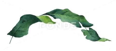 Watercolor vector green branch tropical leaves isolated on white background. Stock Illustration