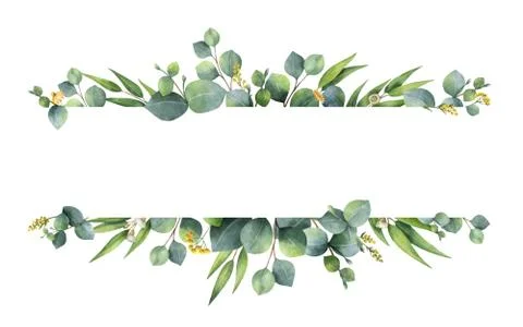 Watercolor vector green floral banner with silver dollar eucalyptus leaves and Stock Illustration