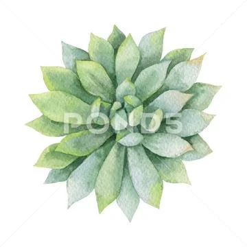 Watercolor vector green succulent isolated on white background. Stock Illustration