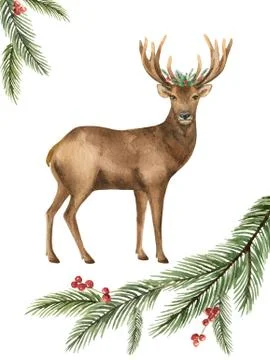 Watercolor vector greeting card with Christmas deer and green spruce branch. Stock Illustration