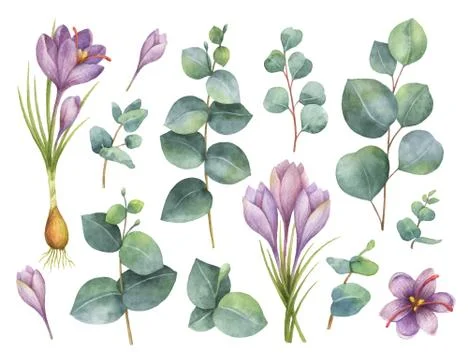 Watercolor vector hand painted set with eucalyptus leaves and purple flowers of Stock Illustration