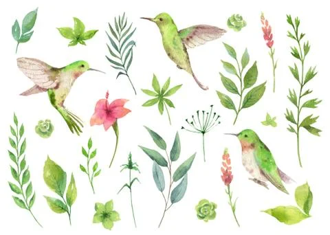 Watercolor vector hand painted set with green leaves and Hummingbird. Stock Illustration