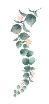 Watercolor vector hand painted silver dollar eucalyptus leaves and pink flowe Stock-Illustration
