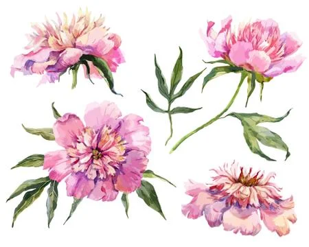 Watercolor vector peonies Stock Illustration