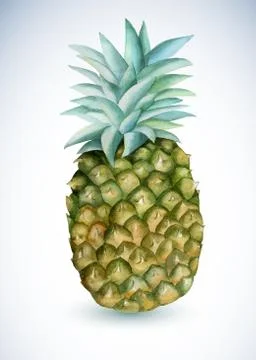 Watercolor vector pineapple Stockillustratie