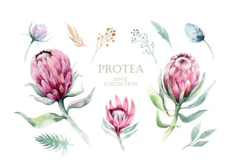 Watercolor vector protea elements set. tropical leaves. Hand drawn illustration Stock Illustration