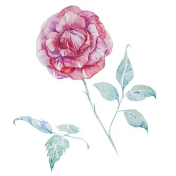 Watercolor vector roses Stock Illustration