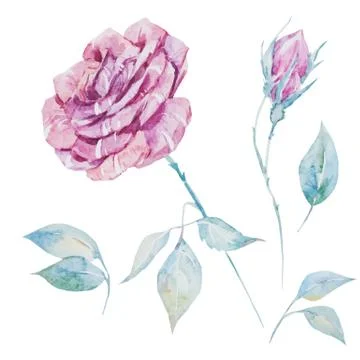 Watercolor vector roses Stock Illustration
