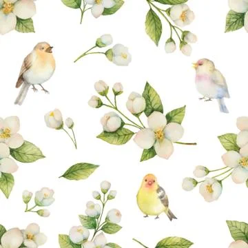 Watercolor vector seamless pattern with bird and flowers Jasmine isolated on a Stock Illustration