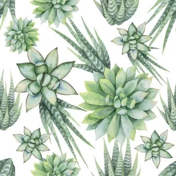 Watercolor vector seamless pattern of cacti and succulent plants isolated on Stock Illustration