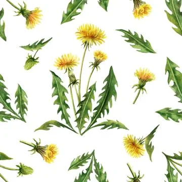 Watercolor vector seamless pattern with dandelion flowers and leaves isolated Stock Illustration