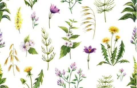 Watercolor vector seamless pattern with field plants and leaves isolated on w Stock Illustration