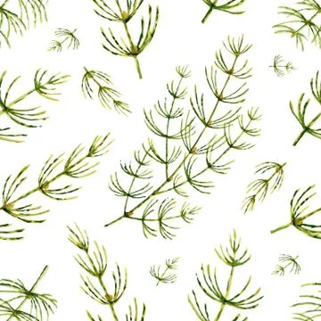 Watercolor vector seamless pattern with Horsetail flowers and leaves isolated Illustrazione stock