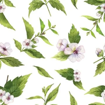 Watercolor vector seamless pattern with Marshmallow flowers and leaves isolat Illustrazione stock