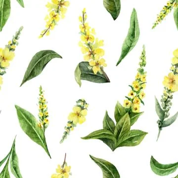 Watercolor vector seamless pattern with Mullein flowers and leaves isolated o Stock Illustration