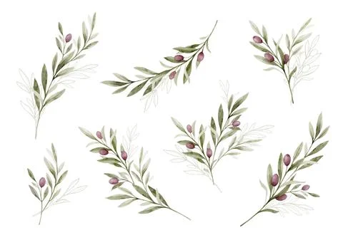 Watercolor vector set of branches with olives and line art. Green clipart for Stock Illustration