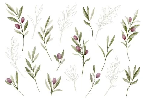 Watercolor vector set of branches with olives and line art. Green clipart for Stock Illustration