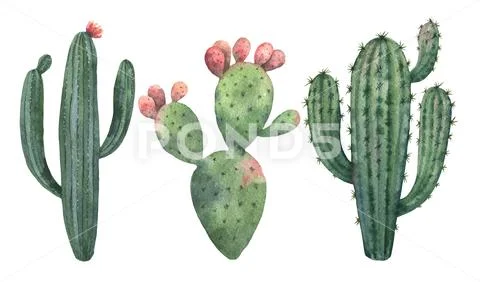 Watercolor vector set of cacti and succulent plants isolated on white background Stock Illustration