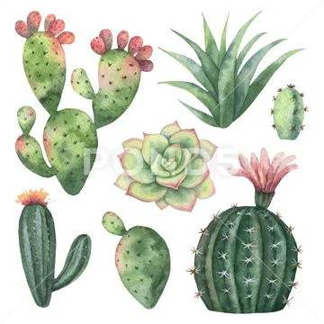 Watercolor vector set of cacti and succulent plants isolated on white background Stock Illustration