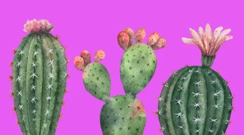 Watercolor vector set of cacti and succulent plants isolated on pink background. Stock Illustration