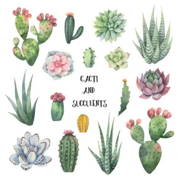 Watercolor vector set of cacti and succulent plants isolated on white background Illustrazione stock