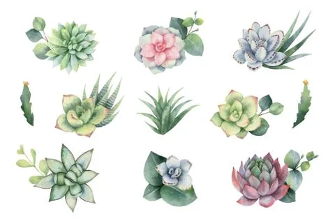 Watercolor vector set with eucalyptus leaves and succulents. Illustrazione stock