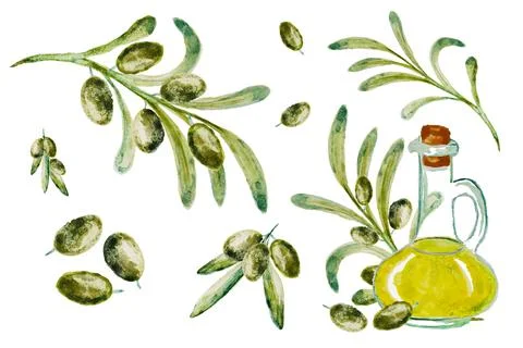 Watercolor vector set with olive. Hand painted illustration with olive berries Stock Illustration