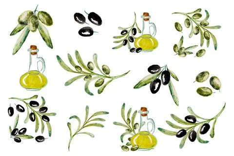 Watercolor vector set with olive. Hand painted illustration with olive berries Stock Illustration