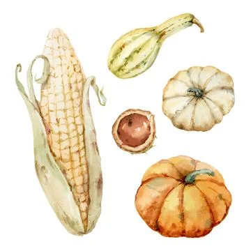 Watercolor vector set of pumpkin, corn and chestnut isolated on a white Stock Illustration