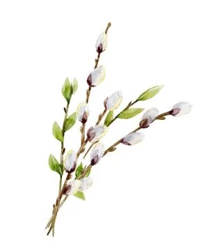 Watercolor willow tree branches Stock Illustration