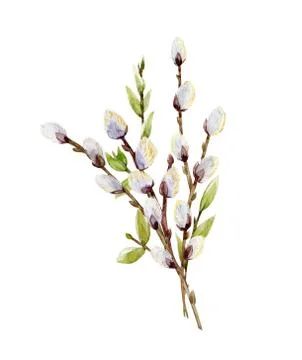 Watercolor willow tree branches Stock Illustration