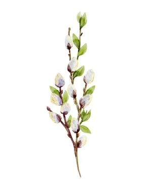 Watercolor willow tree branches Stock Illustration