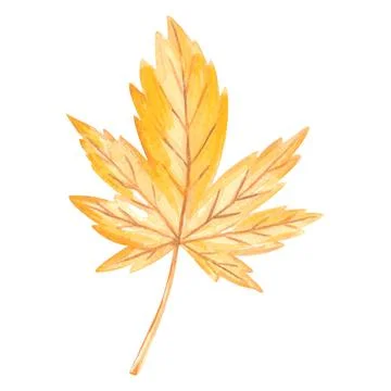 Watercolor yellow Maple Leaf 스톡 일러스트