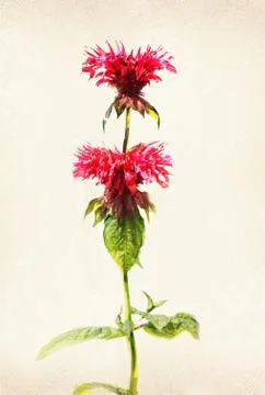 Watercolored bee balm Foto stock