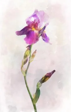 Watercolored iris flower Stock-Illustration