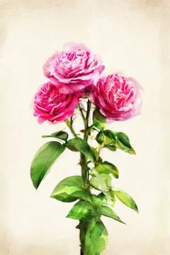 Watercolored rose Foto stock