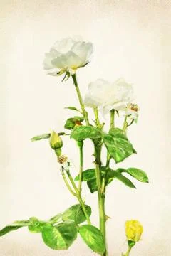Watercolored rose Photos
