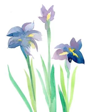 Watercolour irises Stock Illustration
