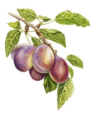 Watercolour with plums Stock Illustration
