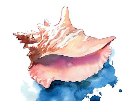 Watercolour seashell Stock Illustration