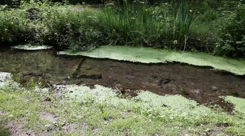 Watercourse in a forest environment Stock Footage 51045145