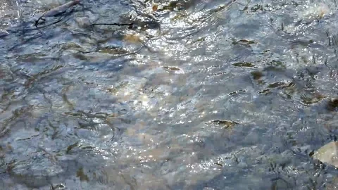 Watercourse at springtime in a sunny day Stock Footage 128658068