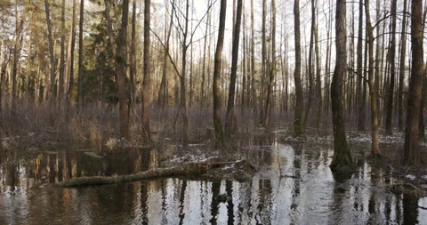 Watercourses in the forest, thaws, 4K slomo Stock Footage 170586948